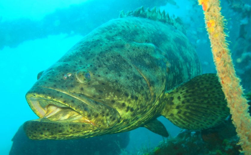Alagoas registra primeira agregação de peixes mero
