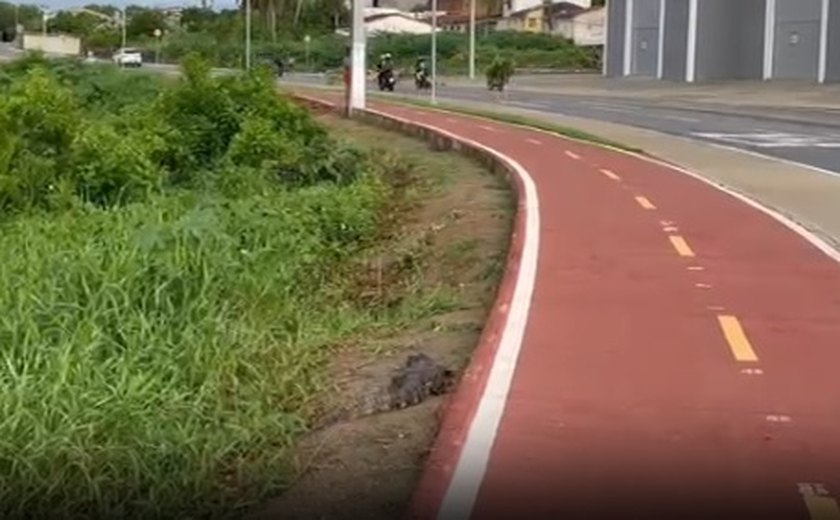 Jacaré é encontrado morto à margem de rodovia em Arapiraca