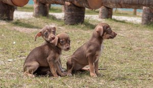 Gabinete da Causa Animal realiza primeira Feira de Adoção do mês de março na orla da Ponta Verde