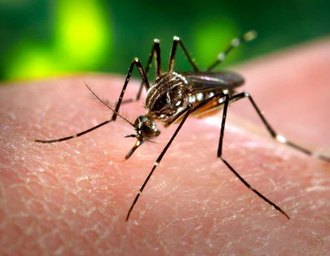 TRE autoriza campanha institucional de combate à dengue durante período eleitoral