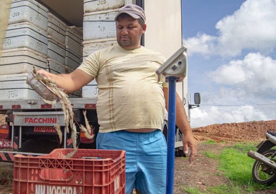 Arapiraca investe no cultivo de camarão