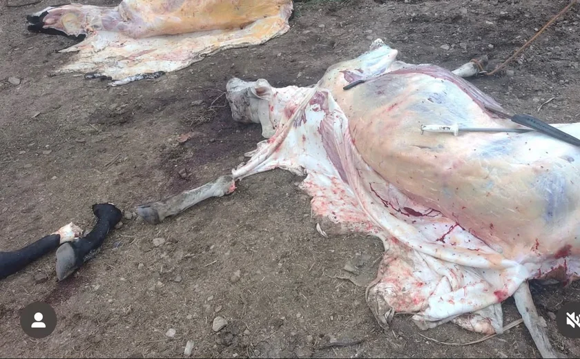 Operação fecha abatedouro clandestino em Porto Real do Colégio