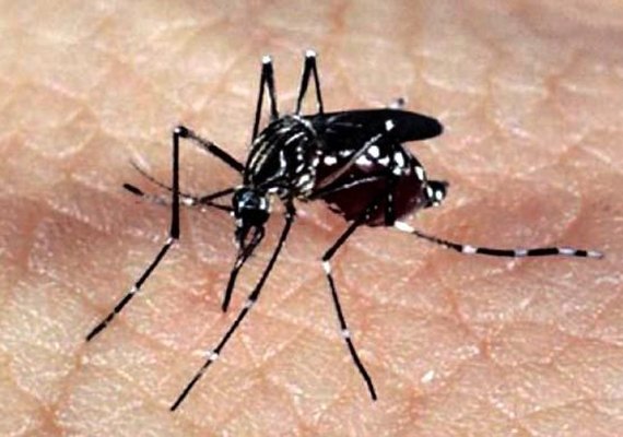 Febre amarela leva União a reconhecer situação de emergência em 64 cidades