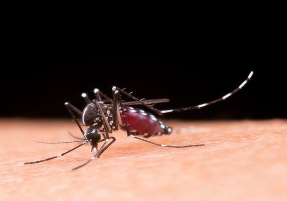 Ações de combate à dengue em Maceió são tema de recomendação do MP/AL