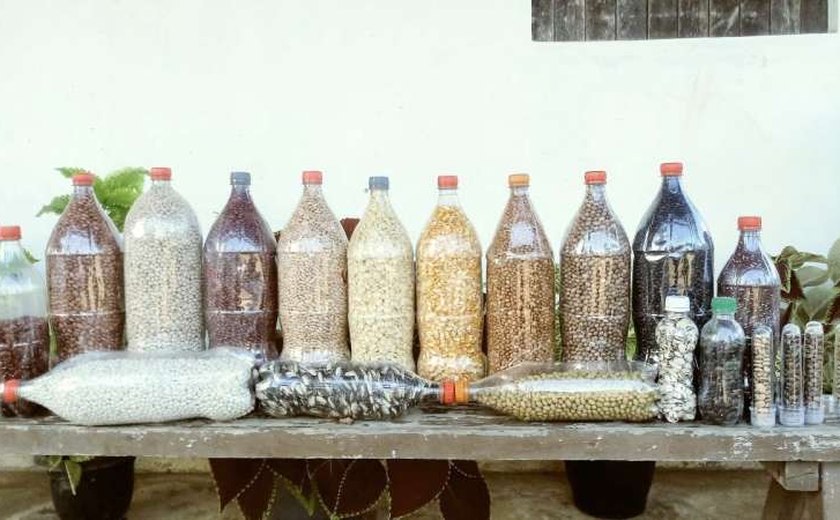Aquisição de sementes crioulas estimula produção de lavouras na agricultura familiar