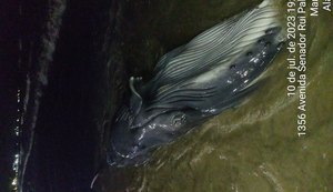 Filhote de baleia morre em praia de Maragogi
