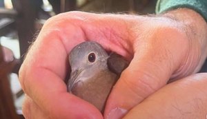 PC/AL e Ibama apreendem animais silvestres mantidos ilegalmente em residência