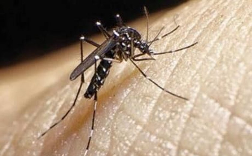 Ceará vive epidemia de Chikungunya com quase 60 mil casos confirmados