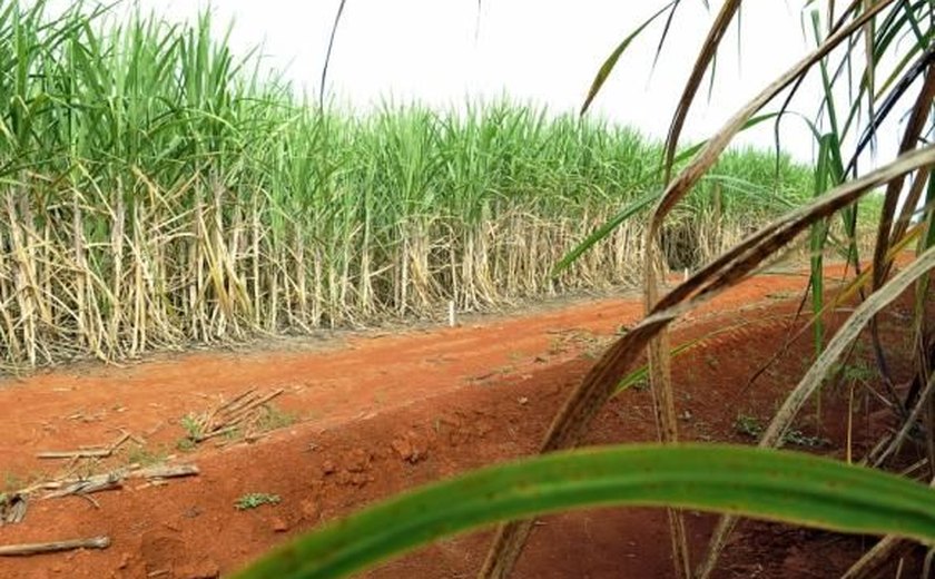 Produção brasileira de cana-de-açúcar tem queda de 1,7% em relação ao ano anterior