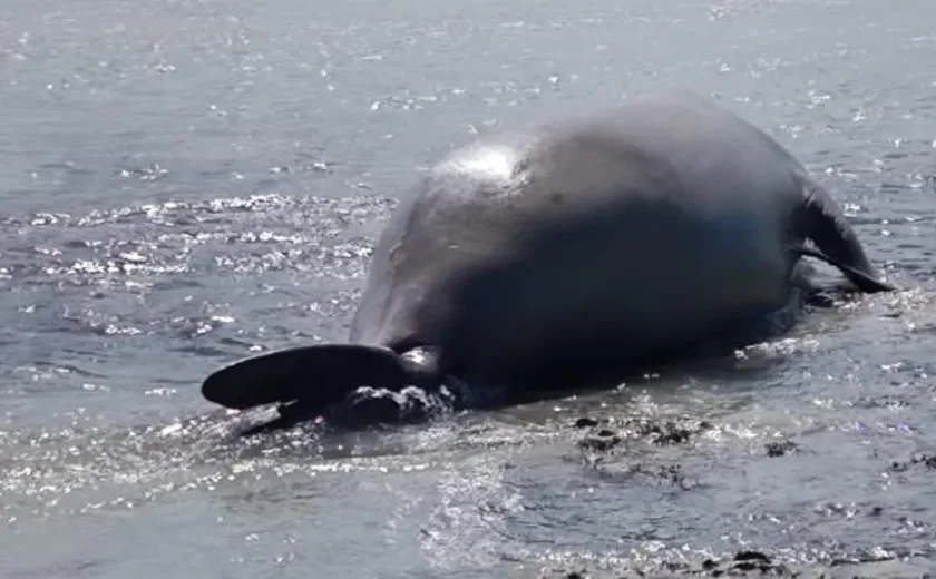 Vídeo: elefante-marinho é encontrado na Praia de Antunes, em Maragogi