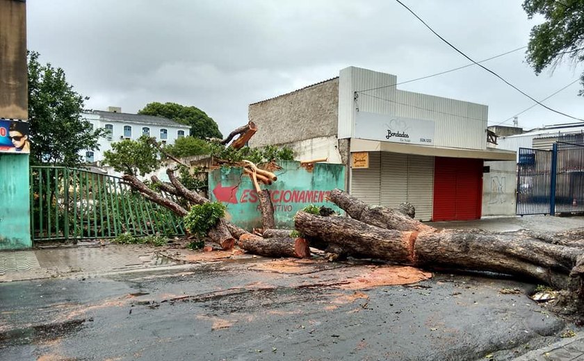 Chuvas provocam queda de árvore e rua do Centro de Maceió fica interditada