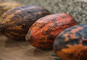 Matriz de Camaragibe inaugura primeira fábrica de chocolate 100% alagoano e fortalece turismo de experiência