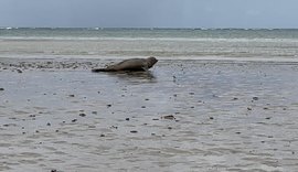 Elefante-marinho que está na costa alagoana é monitorado pelo IMA/AL