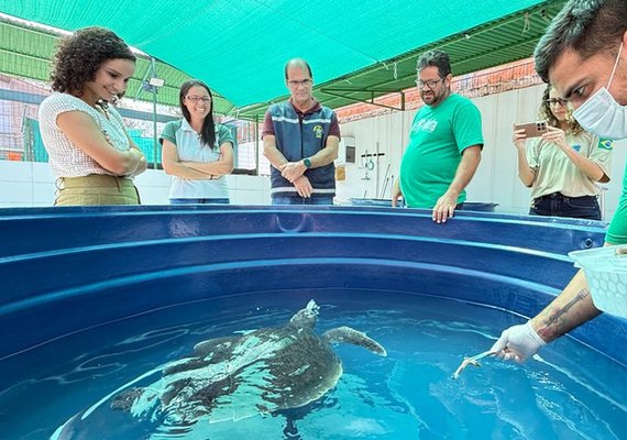 MPF participa de discussão sobre protocolo para atendimento a encalhes de mamíferos marinhos em Alagoas