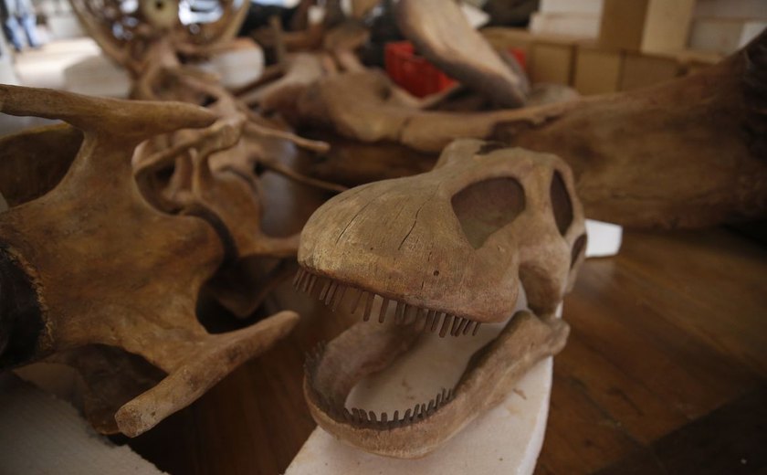 Museu Nacional reabre sala dos dinossauros no Rio de Janeiro