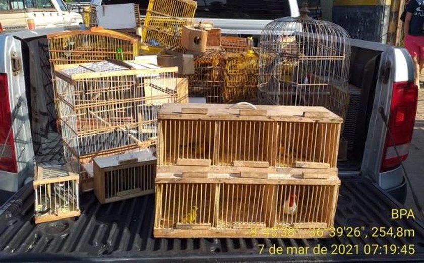Batalhão Ambiental apreende 145 pássaros silvestres em feira livre de Arapiraca
