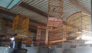 Batalhão de Polícia Ambiental resgata 153 pássaros de cativeiro em Campo Alegre