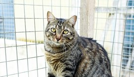 Praça Centenário recebe feira de adoção de animais
