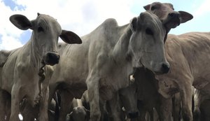 Adeal inicia primeira etapa da campanha de Atualização Cadastral de Rebanhos