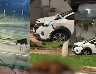 Cavalo é atropelado por carro em alta velocidade na Josepha de Mello