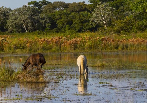 Parques naturais, praias e gastronomia: conheça os 'safaris' do Brasil