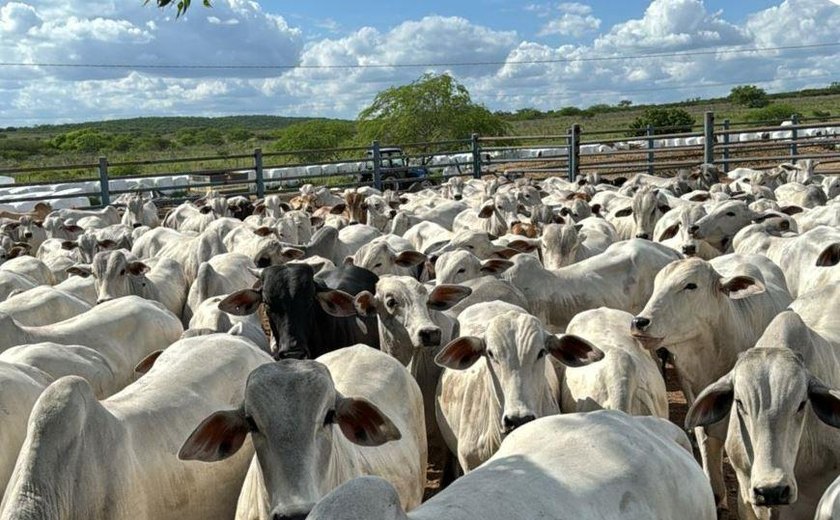Pecuária alagoana conta com R$ 400 milhões do BNB no segundo semestre