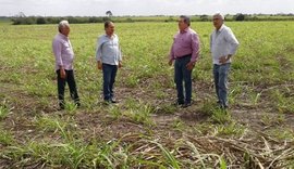 Governo de Alagoas construirá matadouro na Região Norte