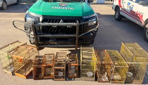 Operações apreendem armas de fogo e centenas de animais silvestres