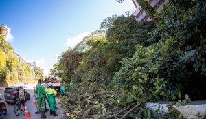 Alurb aumenta em 50% ações de poda e supressão de árvores no período chuvoso