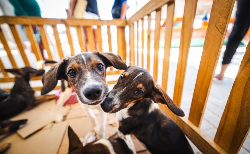 Saúde orienta tutores sobre cuidados com cães e gatos nos festejos juninos
