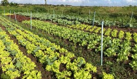 Banco do Nordeste financia R$ 360 milhões para agricultura familiar em Alagoas, no terceiro trimestre