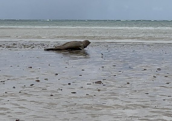Elefante-marinho que está na costa alagoana é monitorado pelo IMA/AL