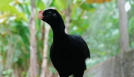 IMA atua na reintrodução do Mutum-de-alagoas e fortalece preservação da fauna alagoana