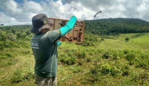 Mais 126 animais silvestres são recuperados e devolvidos à natureza em Alagoas