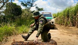 Polícia Militar destaca a apreensão e resgate de seis mil animais silvestres em 2024