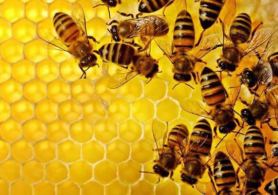 Soro contra veneno de abelhas começa a ser testado em humanos