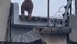 Pitbull usado como cão de guarda assusta moradores no centro de Arapiraca