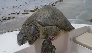 Tartaruga gigante é encontrada com vida em Maragogi