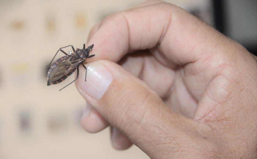 Sesau orienta como se prevenir, diagnosticar e tratar a doença de Chagas