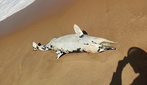 Golfinho é encontrado morto na praia de Cruz das Almas