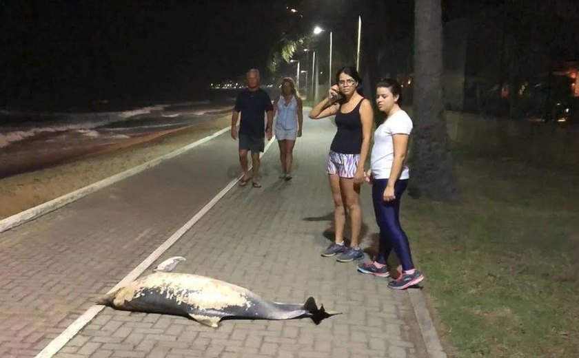 Golfinho é encontrado morto no calçadão de Cruz das Almas, na orla de Maceió