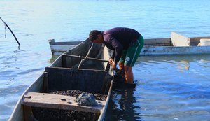 “Não há nada para comemorar, a situação do sururu é crítica”