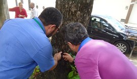 Matança: Árvores são furadas e envenenadas na parte alta de Maceió