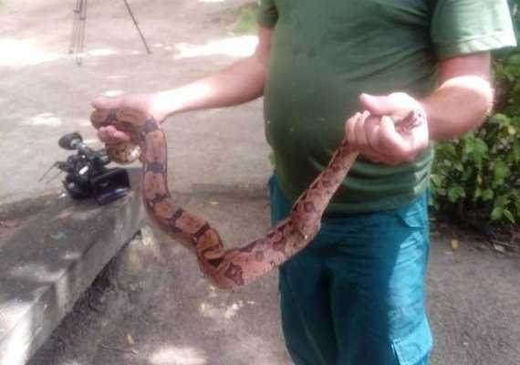 Comissão da OAB-AL acompanha caso de cobra viva em caixa de correspondência nos Correios