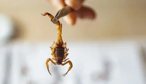 Acidentes com escorpião superam 2024 em Alagoas