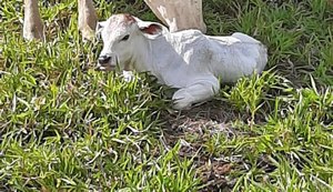 Fazenda com quatro mil cabeças de gado inova ao substituir cana de açúcar pela pecuária