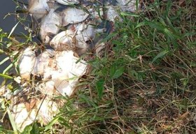 Crime ambiental provoca mortandade de peixes no rio Jacuípe
