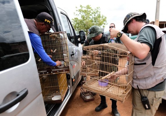 FPI resgata cerca de 200 animais silvestres em dois dias de atuação