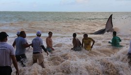 Baleia encalhada é reintroduzida ao mar na Barra de Santo Antônio