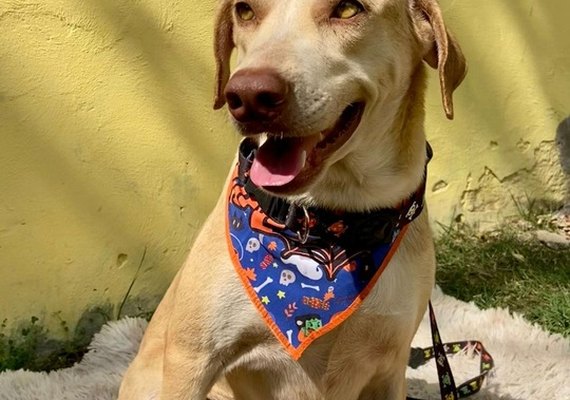 Feira de adoção: uma chance de dar um novo lar para cães e gatos de forma responsável